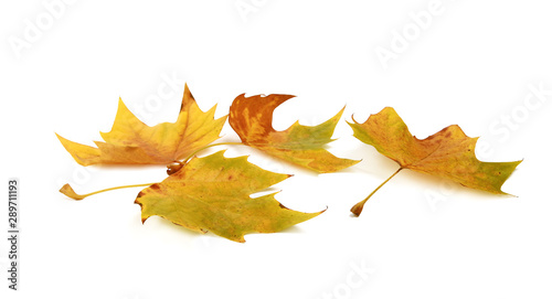 Feuilles mortes de platane photo