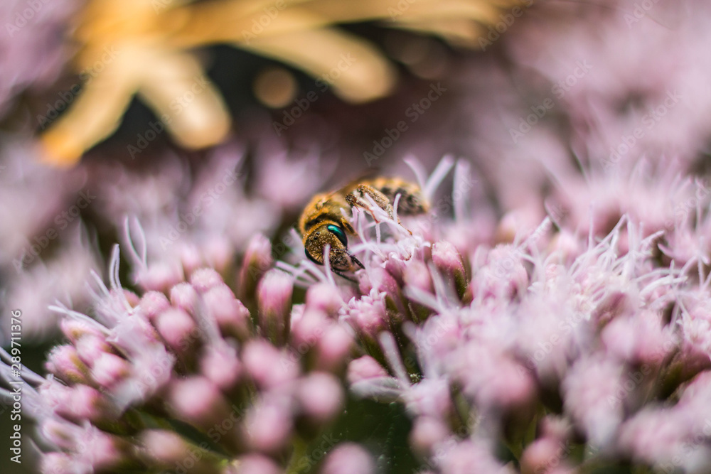 kleine Wildbiene kleine Wildbiene