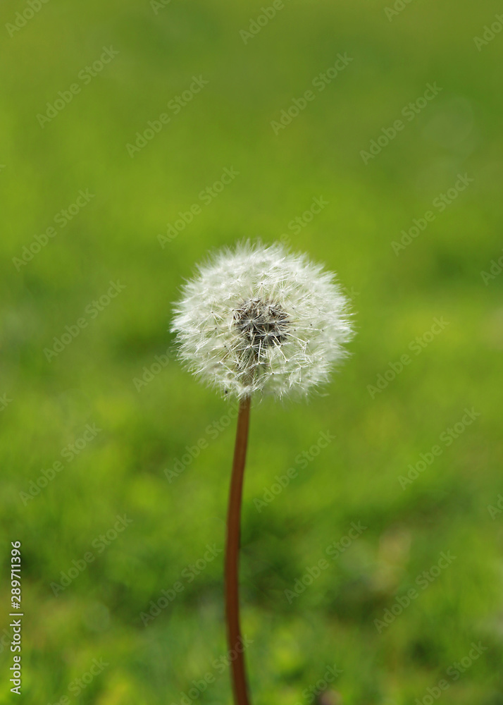 Fototapeta premium Fleur de pissenlits en graines