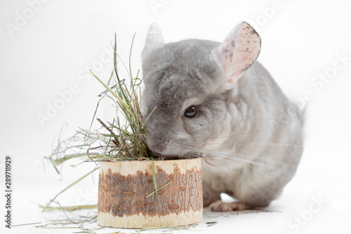 Сute furry chinchilla standing above stump with dry herbs healthy food on white background