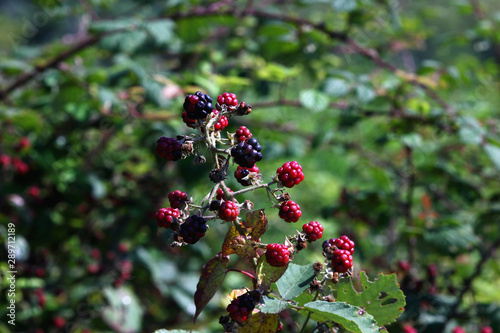 Foto wild blackberry berries on the background of wildlife