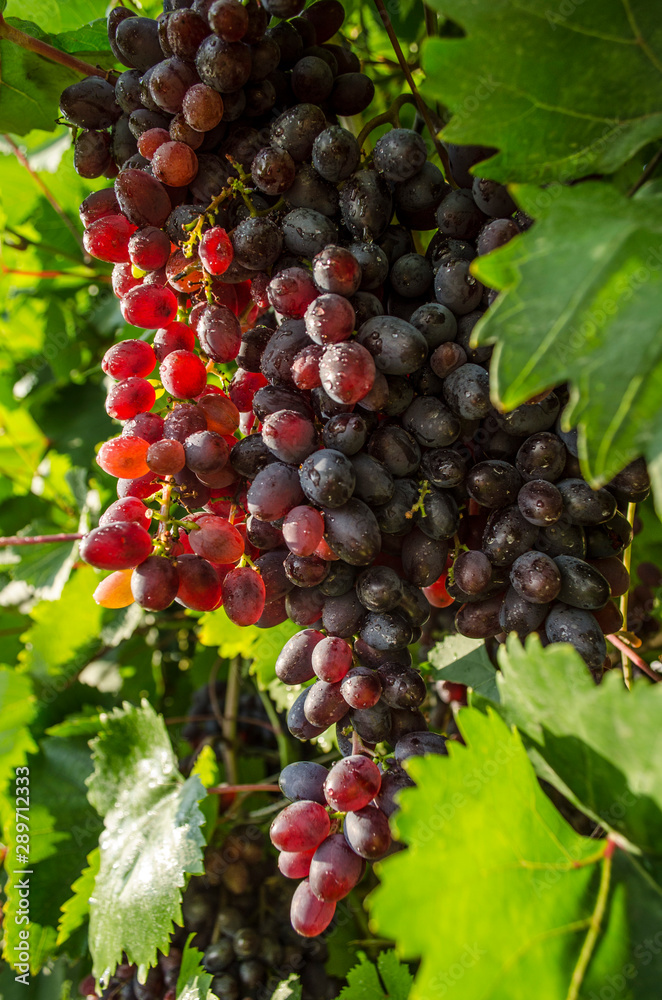 Ripe red grapes in the setting sun Ripe red grapes in the setting sun