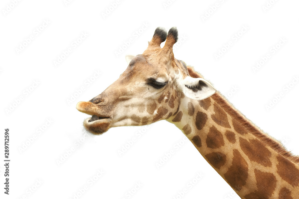 Giraffe on white background verybeautiful pattern for create or dicut new picture. Giraffe on white background verybeautiful pattern for create or dicut new picture.