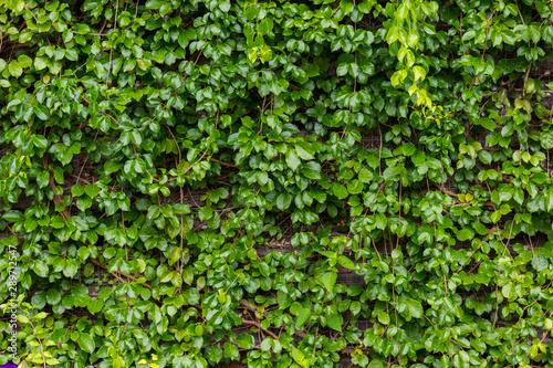 Green vine growing on wooden wall, outdoor gardening, nature background