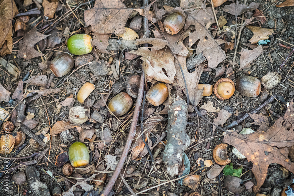 Fallen acorns on the forest floor