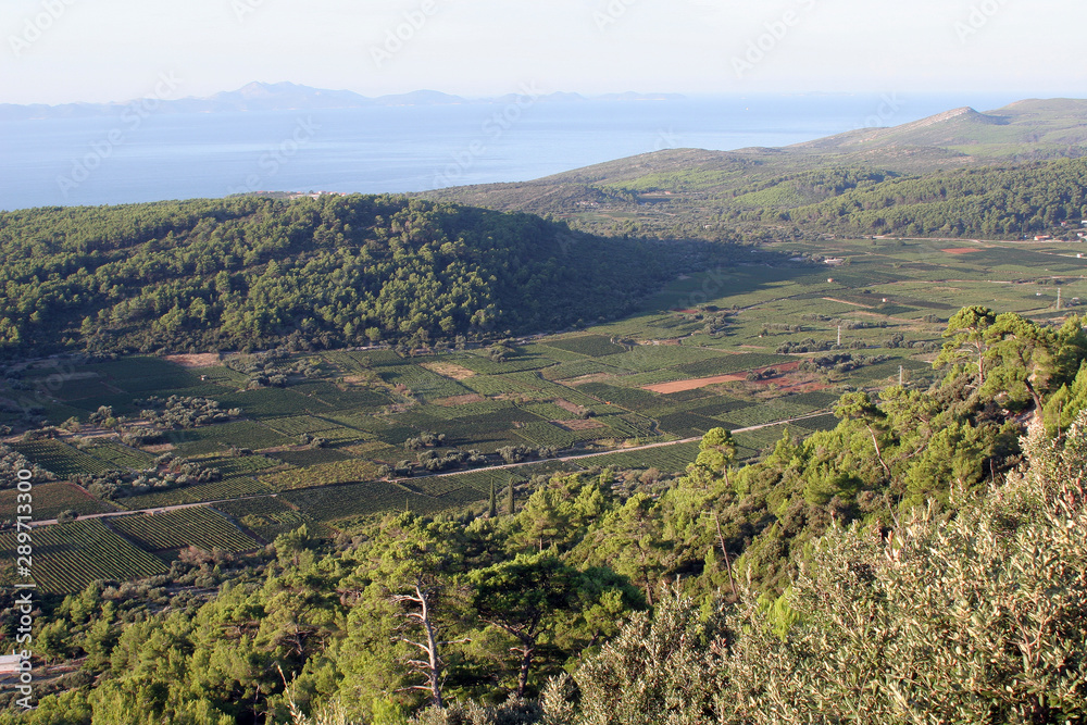Naklejka premium Vineyards at Smokvica village, island of Korcula, Croatia