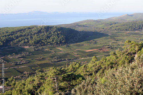 Vineyards at Smokvica village  island of Korcula  Croatia