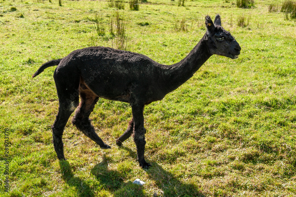 Fototapeta premium An Alpaka in the field