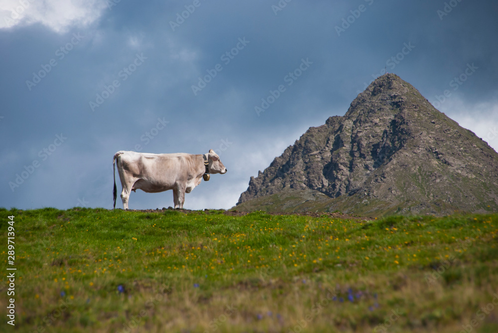cow in mountains