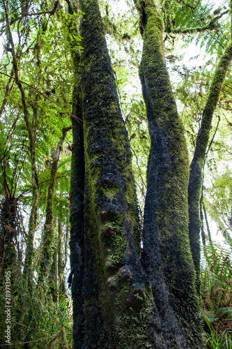 trees in the forest, Te Wahipounamu