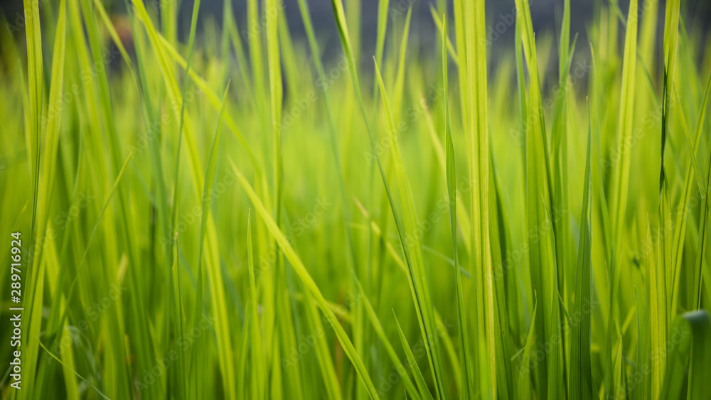 background of green grass background of green grass