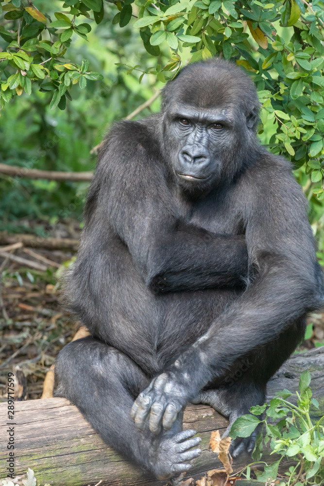 Gorillas in Burgers' Zoo in Arnhem 