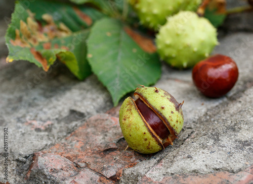chestnuts on a stone surface