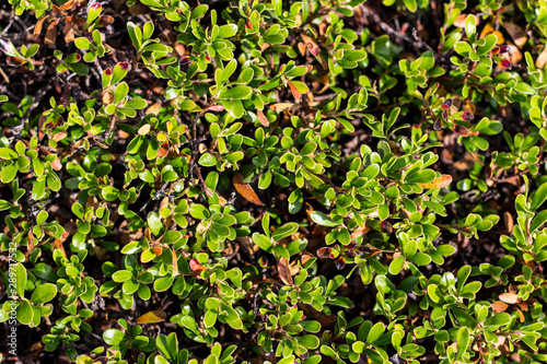 background of green leaves