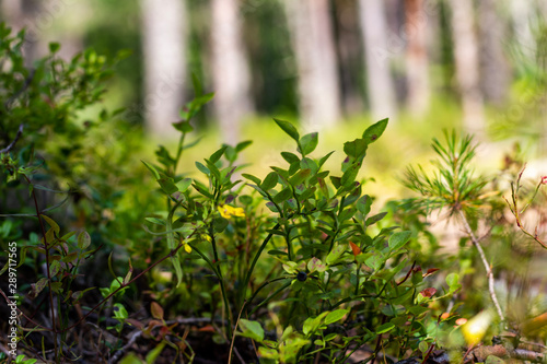 plants in the forest