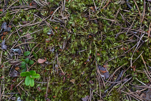 grass texture