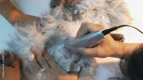 close up hand cutting persian cat hair by clipper.
