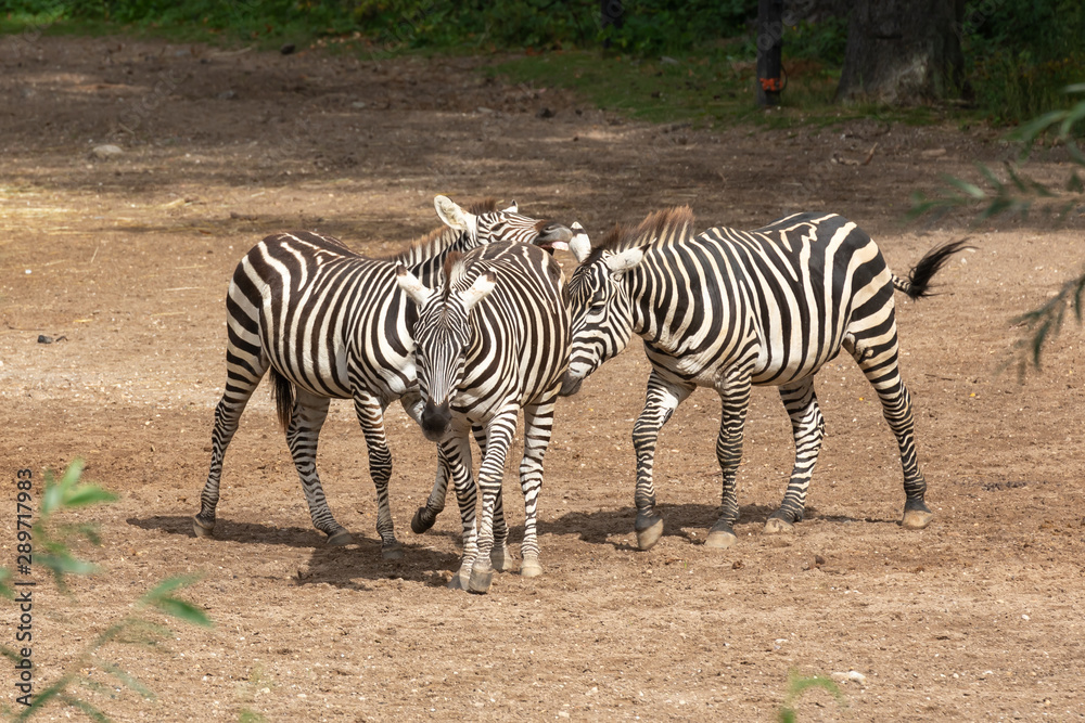 Zebras ion the savanne from Burgers' Zoo in Arnhem Zebras ion the savanne from Burgers' Zoo in Arnhem