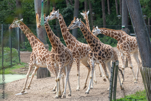 Giraffes in Burgers' Zoo in Arnhem