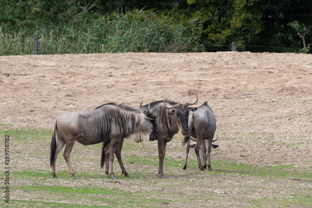Animals in Burgers' Zoo in Arnhem Animals in Burgers' Zoo in Arnhem