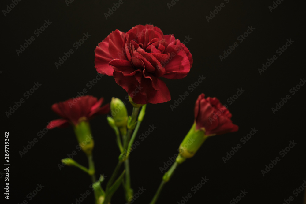 Red Flowers in Black Background Red Flowers in Black Background