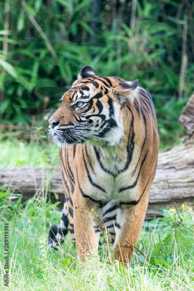 Sumatran tiger in the Burgers' Zoo of Arnhem, the Neterlands Sumatran tiger in the Burgers' Zoo of Arnhem, the Neterlands