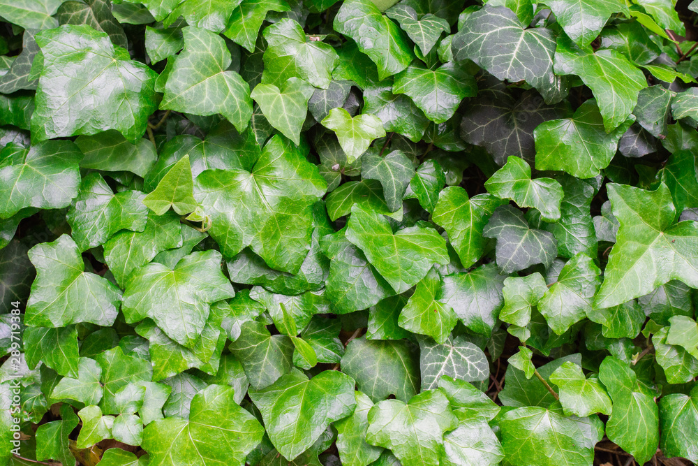 Green natural floral background of climbing plants, ivy leaves background Green natural floral background of climbing plants, ivy leaves background