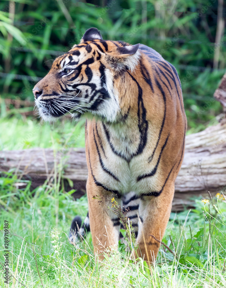 Sumatran tiger in the Burgers' Zoo of Arnhem, the Neterlands Sumatran tiger in the Burgers' Zoo of Arnhem, the Neterlands