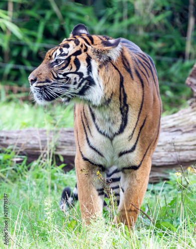 Sumatran tiger in the Burgers  Zoo of  Arnhem  the Neterlands