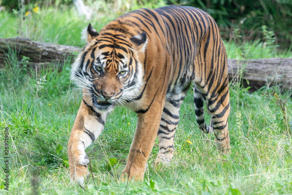 Sumatran tiger in the Burgers' Zoo of Arnhem, the Neterlands Sumatran tiger in the Burgers' Zoo of Arnhem, the Neterlands
