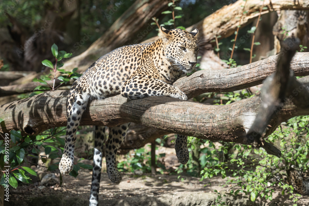 leopard at Burgers' Zoo, Arnhem, the Netherlands leopard at Burgers' Zoo, Arnhem, the Netherlands