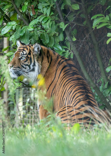 Sumatran tiger in Burgers' Zoo in  Arnhem