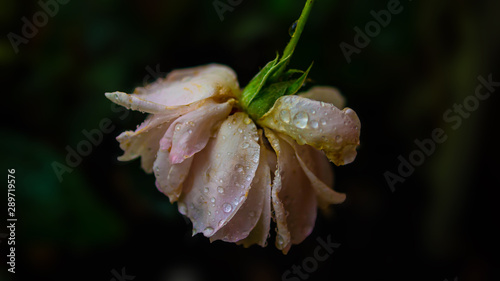Canvas Print pink wilted rose with rain drops on dark background