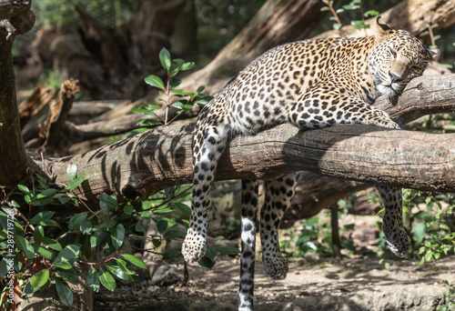 leopard at Burgers  Zoo   Arnhem  the Netherlands