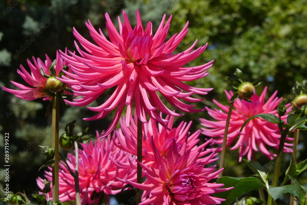 Dahlia