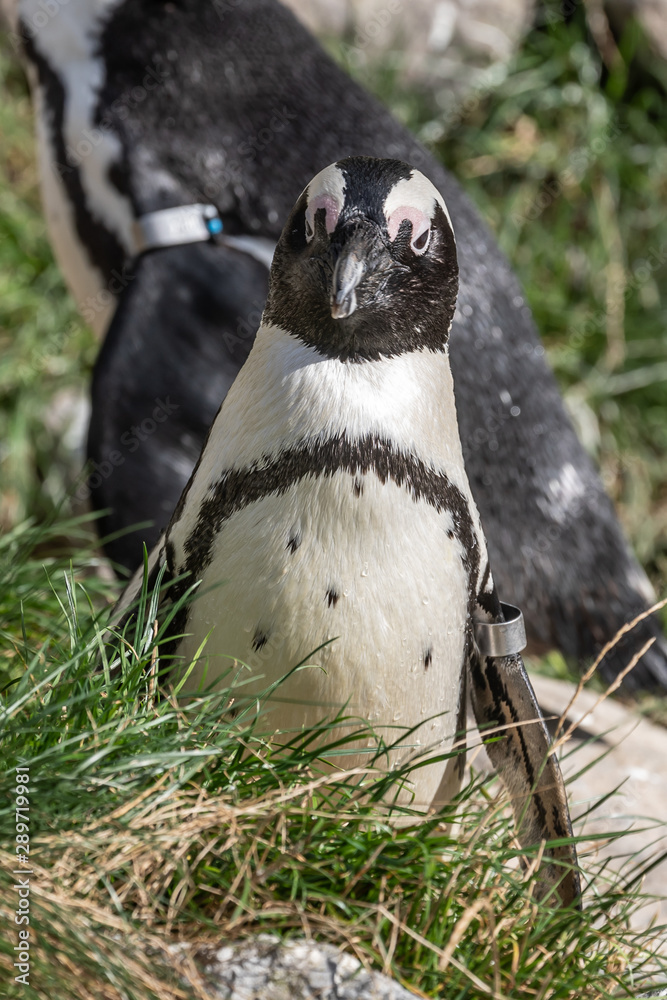 Naklejka premium Burgers' Zoo, Arnhem
