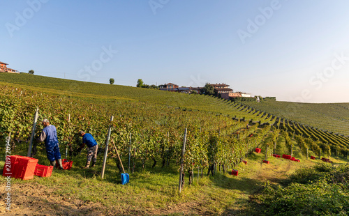 Vendemmia nelle langhe 2019