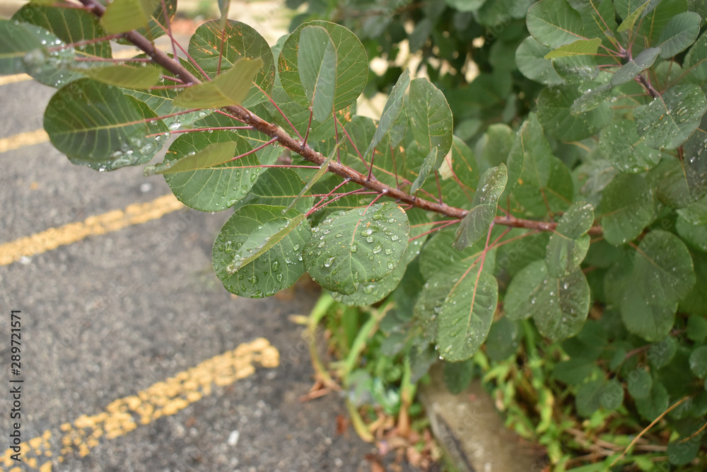 green leaves on a branch with street in background green leaves on a branch with street in background