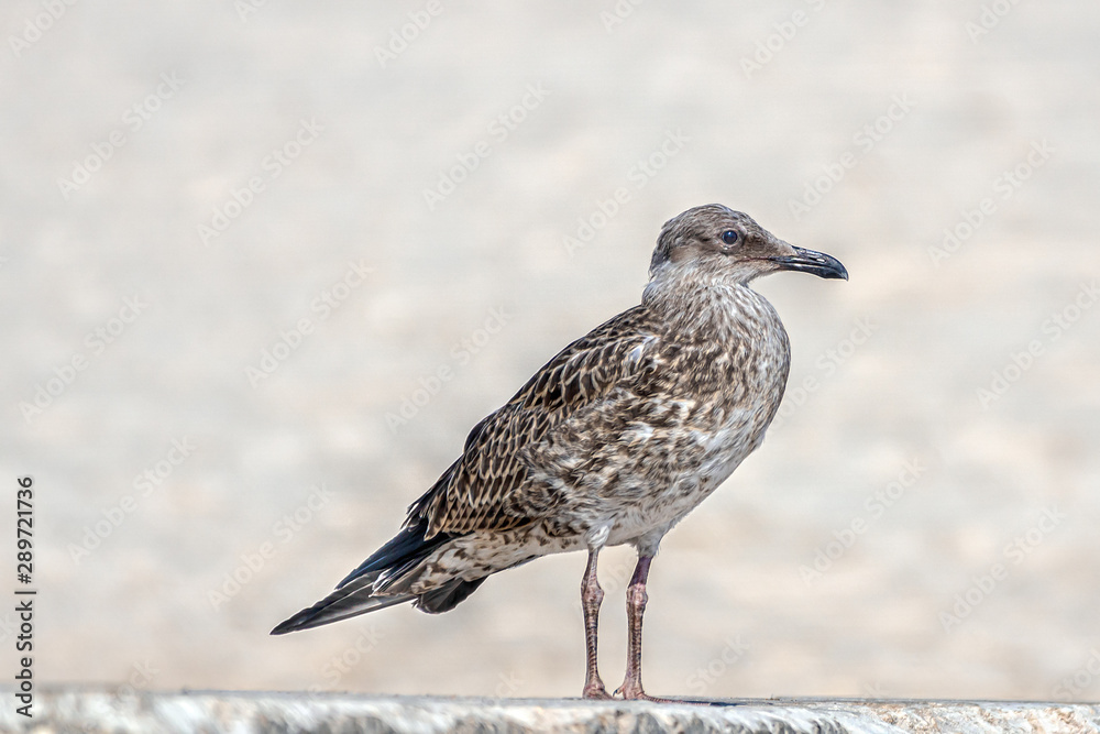 Obraz premium Seemöwe auf einer Mauer am Strand