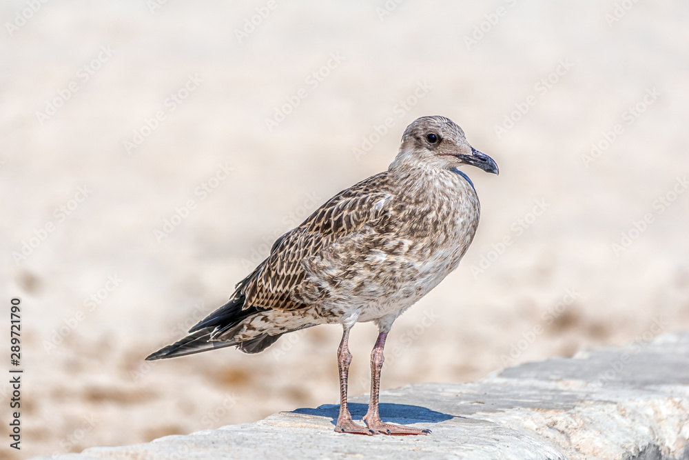 Seemöwe auf einer Mauer am Strand Seemöwe auf einer Mauer am Strand