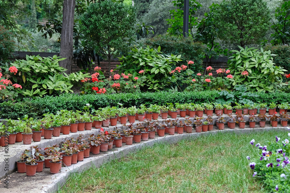 Fototapeta premium Many plastic brown pots with plants in the garden. Growing seedlings for flowers in pots in the open air.