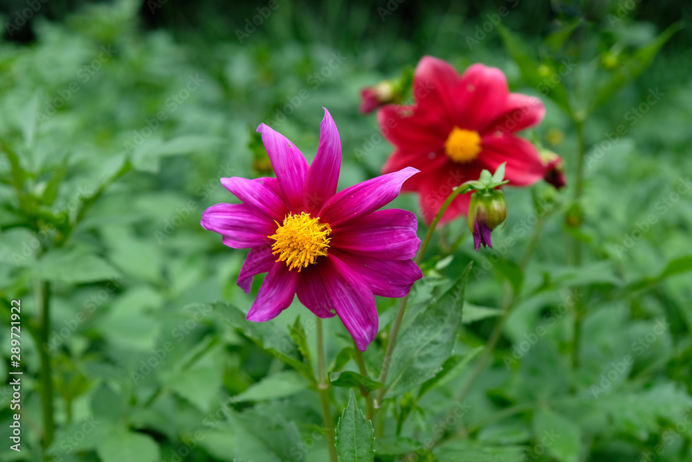 Pink dahlia in the garden, in the background a red dahlia. Growing flowers in a botanical garden. Pink dahlia in the garden, in the background a red dahlia. Growing flowers in a botanical garden.