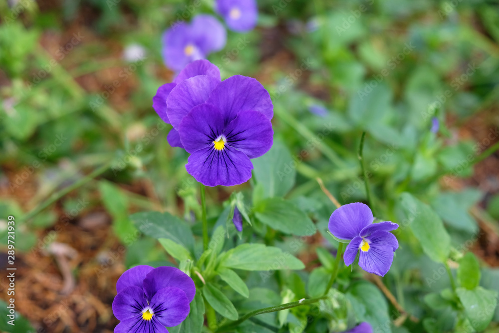 Violet small flowers in the garden closeup in summer season. Flowers pansies. purple kiss-me-quick in the garden in blossom. Violet small flowers in the garden closeup in summer season. Flowers pansies. purple kiss-me-quick in the garden in blossom.