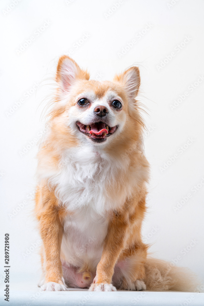 bright brown color hair chihuahua dog sit relax studio shot on white background