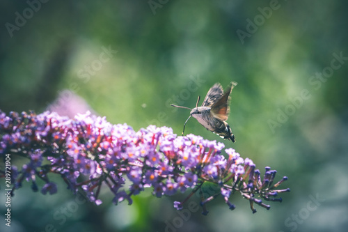 Hummingbird hawk-moth flying while feeding pink flower