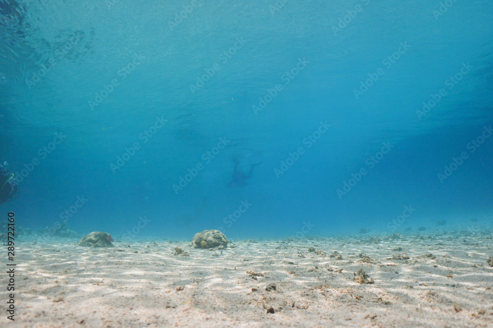 Fototapeta premium Underwater shot of the vivid coral reef in tropical sea. Fish swimming over the reef