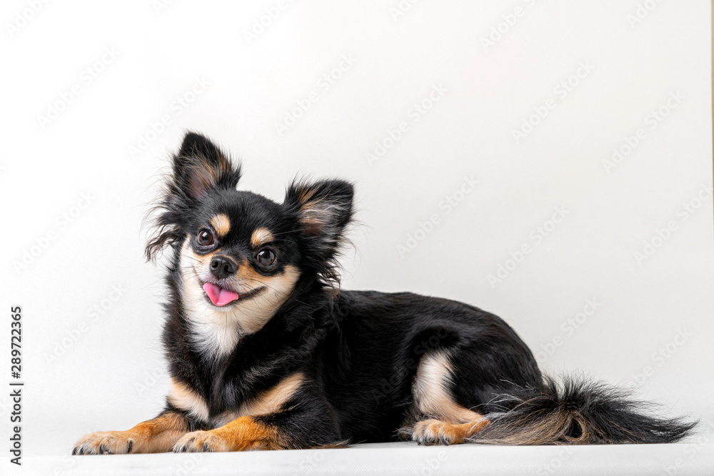 Fototapeta premium black and brown color hair dog sit relax studio shot on white background