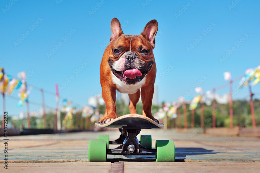 Smiling french bulldog skating on the longboard at the sunny day - obrazy, fototapety, plakaty 