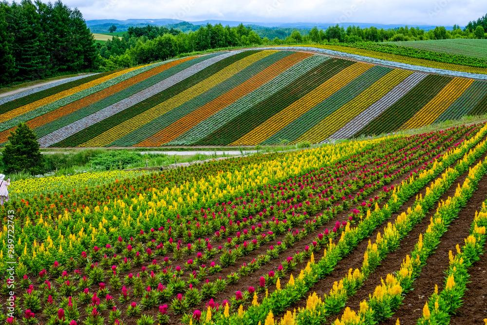 Beautiful rainbow flower fields, colorful flowers farm,rural garden against white clouds sky background,the row of flora growth in spring time at Furano , Hokkaido in Japan