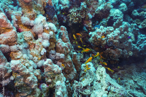 Underwater shot of the vivid coral reef in tropical sea. Fish swimming over the reef